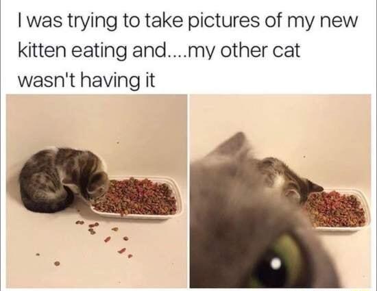 was trying to take pictures of my new kitten eating andmy other cat wasnt having it