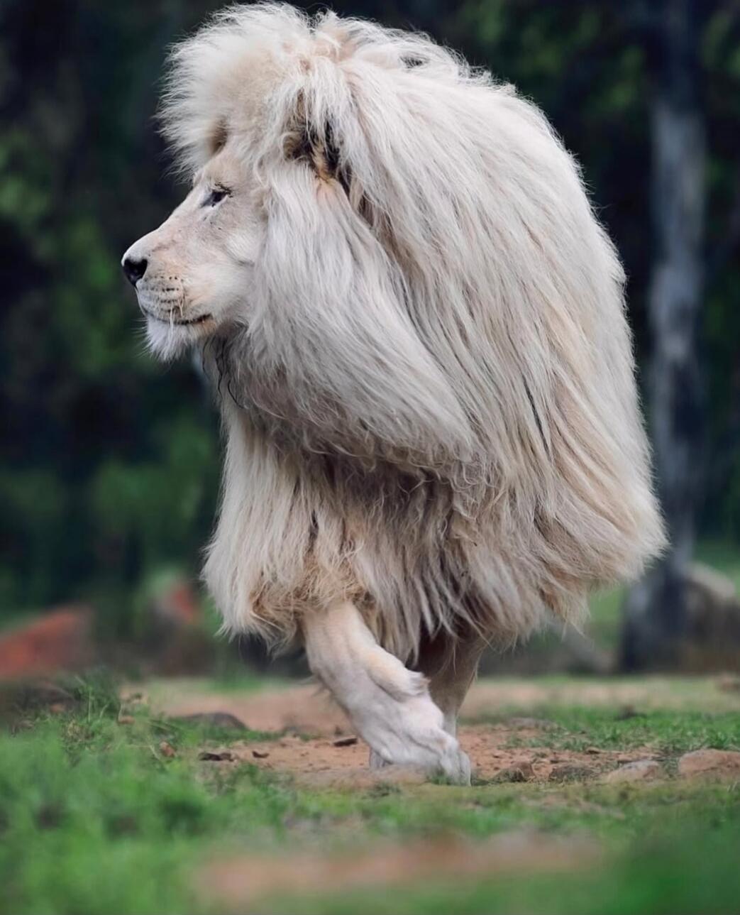 A white lion with a thick mane is walking on a grassy path outdoors.