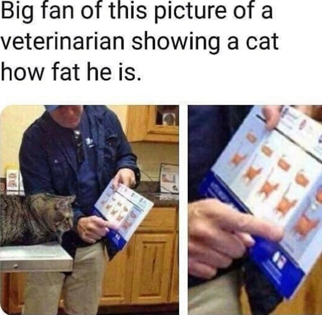 Big fan of this picture of a veterinarian showing a cat how fat he is