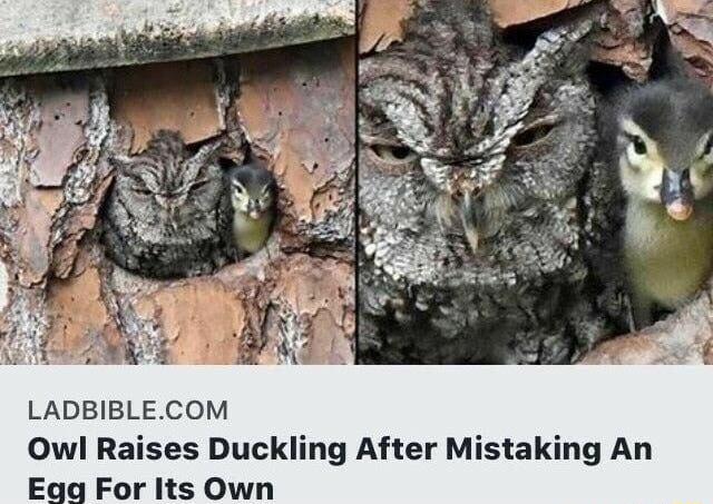 e 5 2 2 o s X o 5 aQ o 3 o 3 w LADBIBLECOM