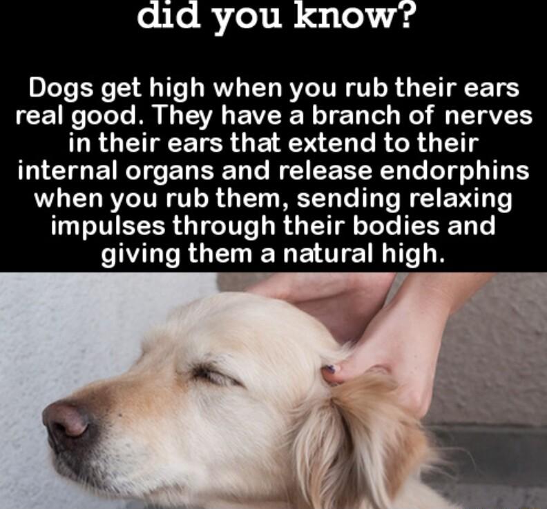 d you know Dogs get high when you rub their ears CEITN R L E VR TED T Rel L a7 DROETECETR GE FSN CLRGR G GICTGEIREL R FEEEREEL IR when you rub them sending relaxing impulses through their bodies and L RGELIEN E T