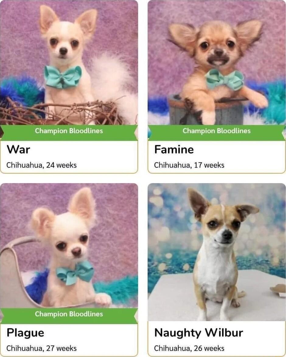 Champion Bloodlines Famine Chihuahua 17 weeks 3 1 Champion Bloodiines Plague Naughty Wilbur Chihuahua 27 weeks Chihuahua 26 weeks