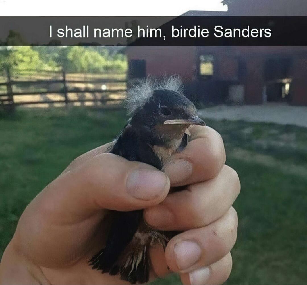 I shall name him, birdie Sanders