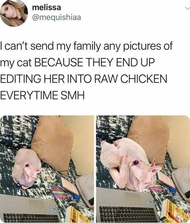 melissa mequishiaa cant send my family any pictures of my cat BECAUSE THEY END UP EDITING HER INTO RAW CHICKEN EVERYTIME SMH