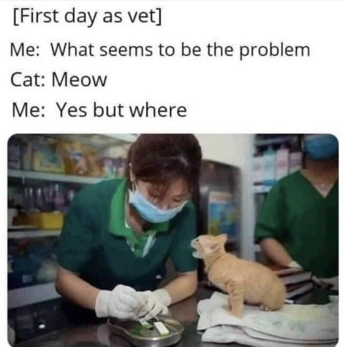 First day as vet Me What seems to be the problem Cat Meow Me Yes but where