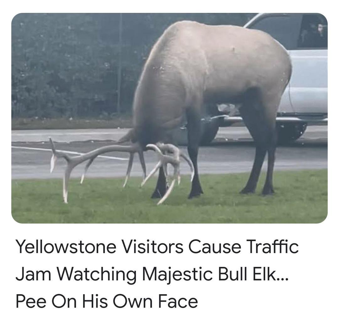 Yellowstone Visitors Cause Traffic Jam Watching Majestic Bull EIk Pee On His Own Face