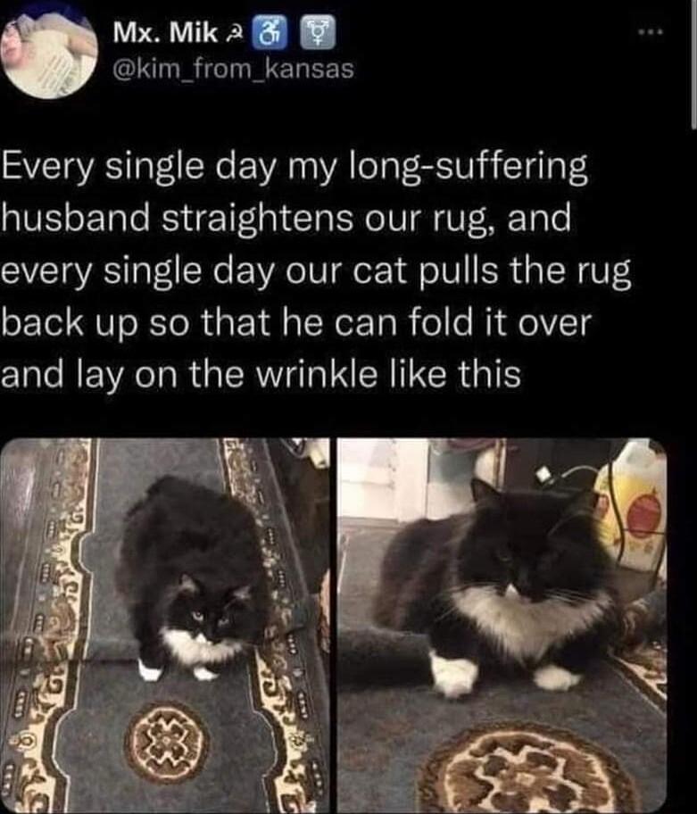 Mx Mik 2 8 kim_from_kansas Every single day my long suffering husband straightens our rug and every single day our cat pulls the rug back up so that he can fold it over and lay on the wrinkle like this