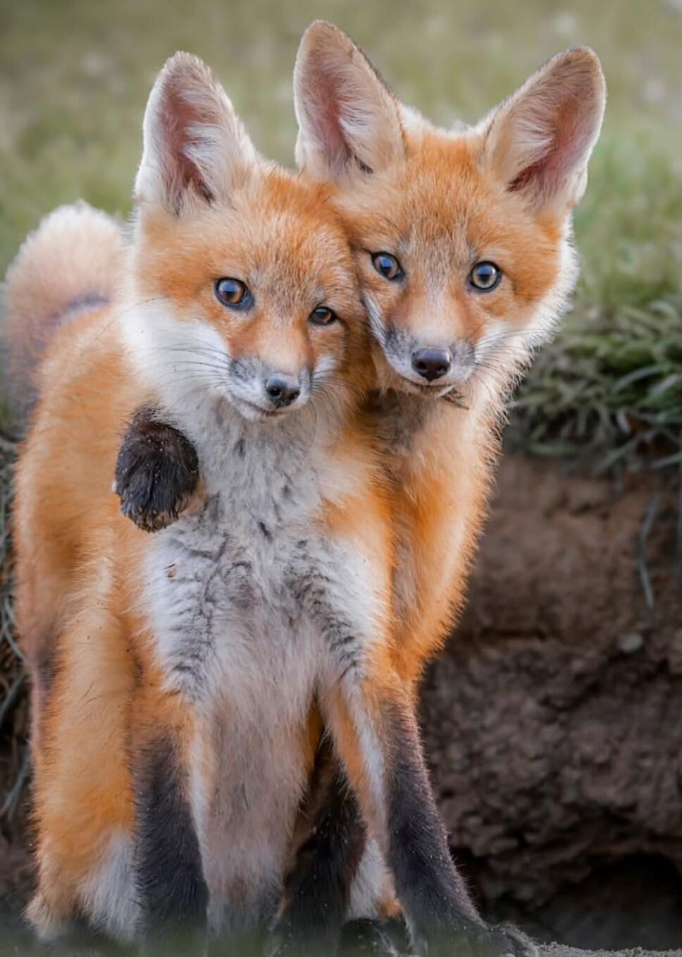Two fox cubs cuddling together; one has its paw raised.