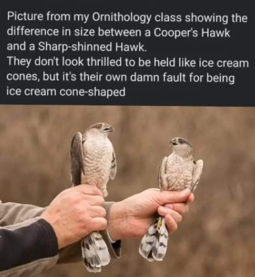 Picture from my Ornithology class showing the difference in size between a Coopers Hawk ELGERLETELEENTS They dont look thrilled to be held like ice cream cones but its their own damn fault for being ice cream cone shaped