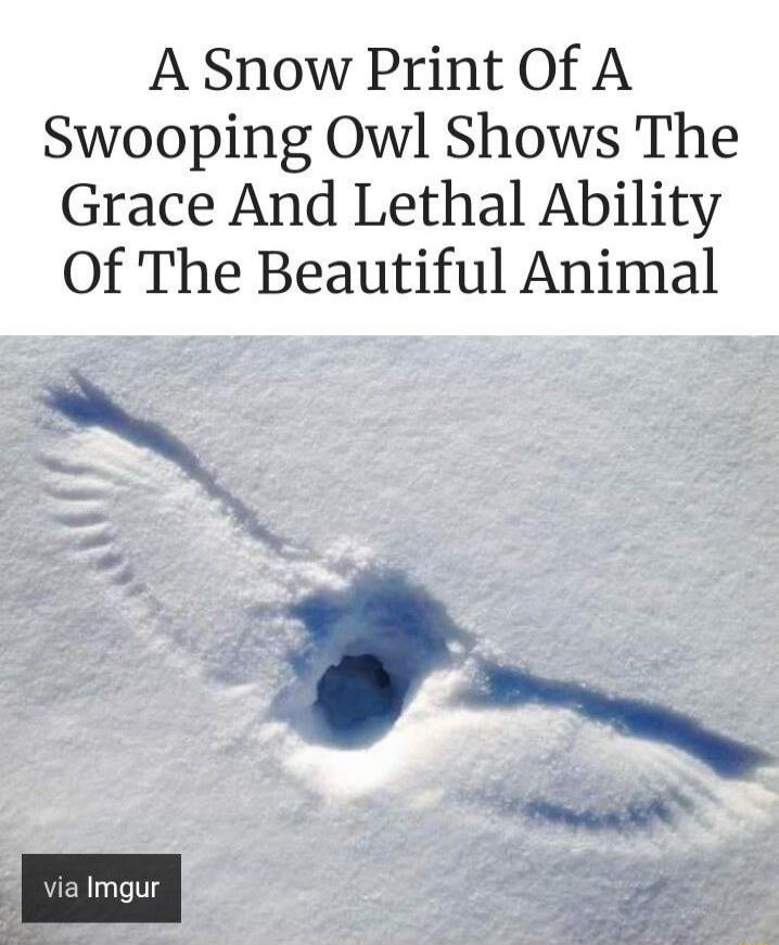 A Snow Print Of A Swooping Owl Shows The Grace And Lethal Ability Of The Beautiful Animal
Session ID: 1056192.