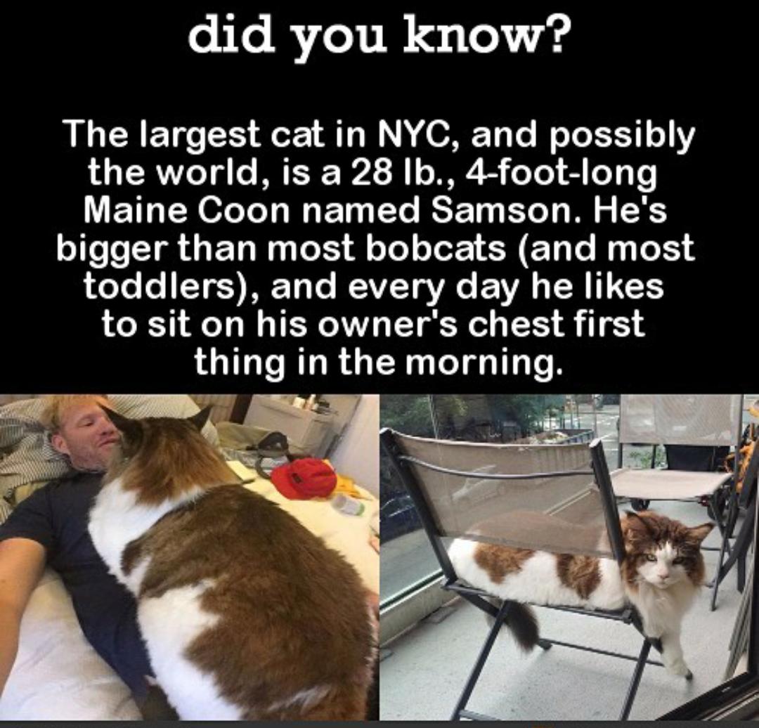 did you know The largest cat in NYC and possibly the world is a 28 b 4 foot long LEILERL T I ET Y RS BT N TR bigger than most bobcats and most RTTo Lo I Ty I To e REIVET VG WAL TR T to sit on his owners chest first UG RO R GER LI TN