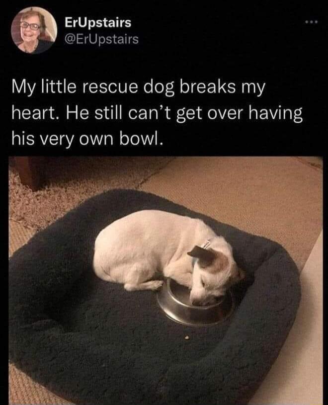 ErUpstairs s GV E ETTE My little rescue dog breaks my heart He still cant get over having his very own bowl