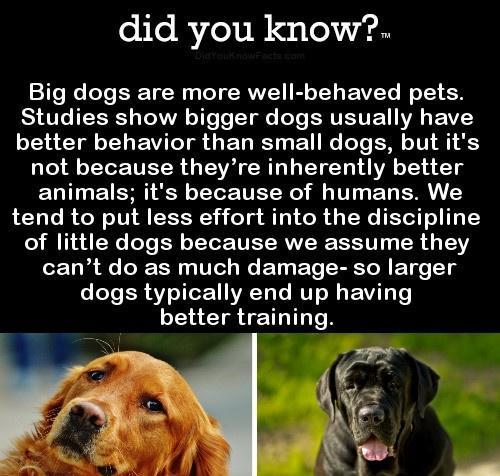 did you know Big dogs are more well behaved pets SIS AR T Te e T ERTETTE AL VTS better behavior than small dogs but its not because theyre inherently better animals its because of humans We tend to put less effort into the discipline of little dogs because we assume they cant do as much damage so larger dogs typically end up having TR LRGN P