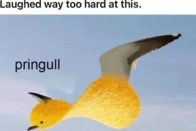 Laughed way too hard at this pringull