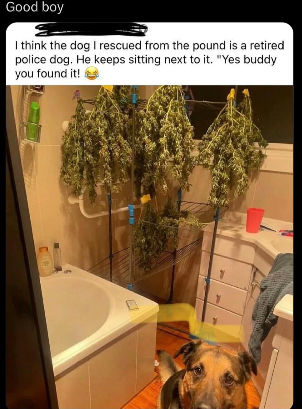 Good boy. I think the dog I rescued from the pound is a retired police dog. He keeps sitting next to it. 