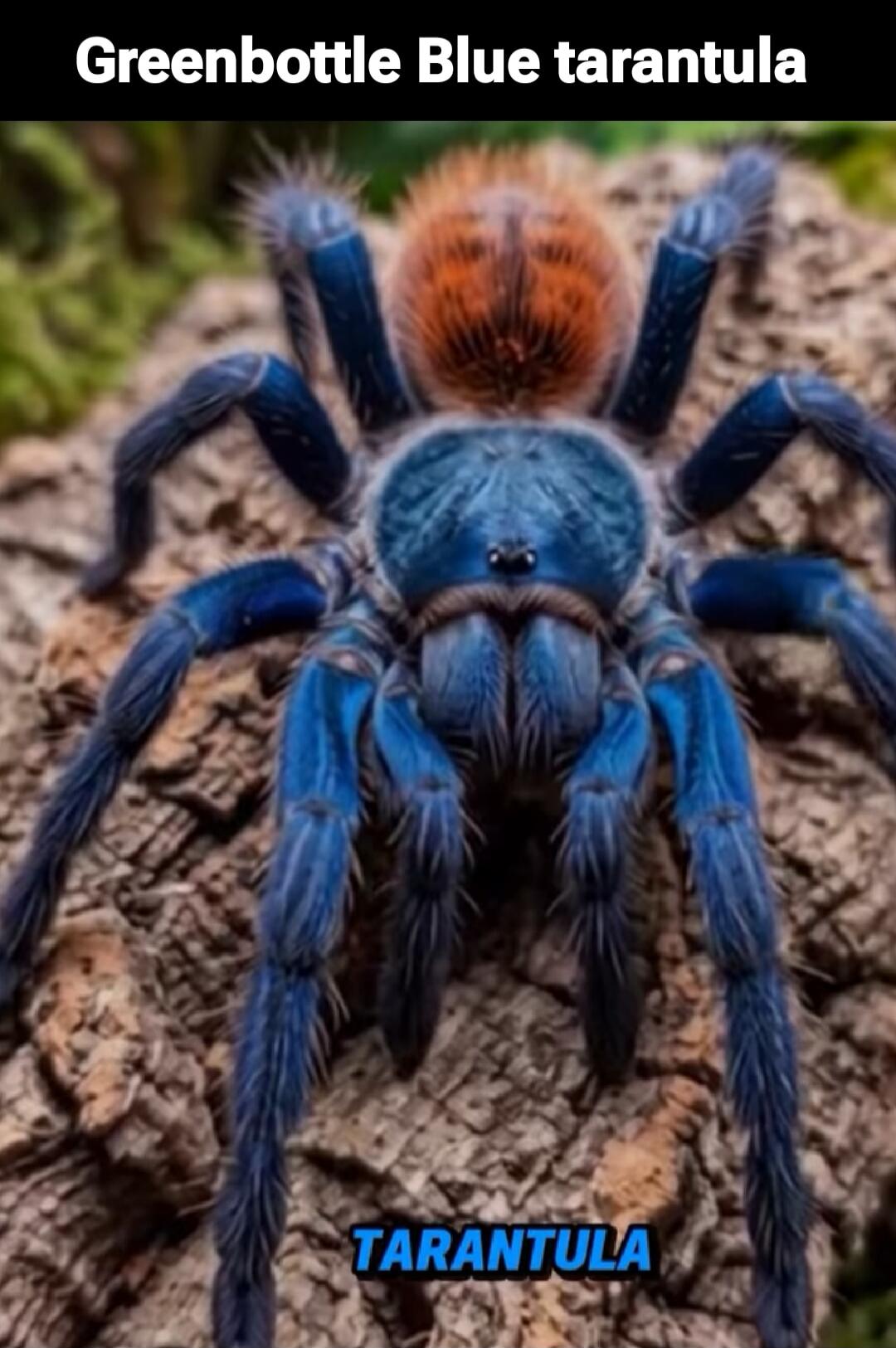 Greenbottle Blue tarantula TARANTULA