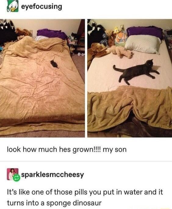 m eyefocusing look how much hes grown my son lisparklesmccheesy Its like one of those pills you put in water and it turns into a sponge dinosaur