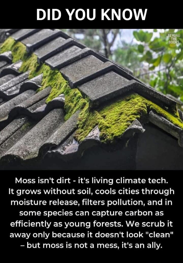 DID YOU KNOW: Moss isn't dirt - it's living climate tech. It grows without soil, cools cities through moisture release, filters pollution, and in some species can capture carbon as efficiently as young forests. We scrub it away only because it doesn't look 'clean' – but moss is not a mess, it's an ally.