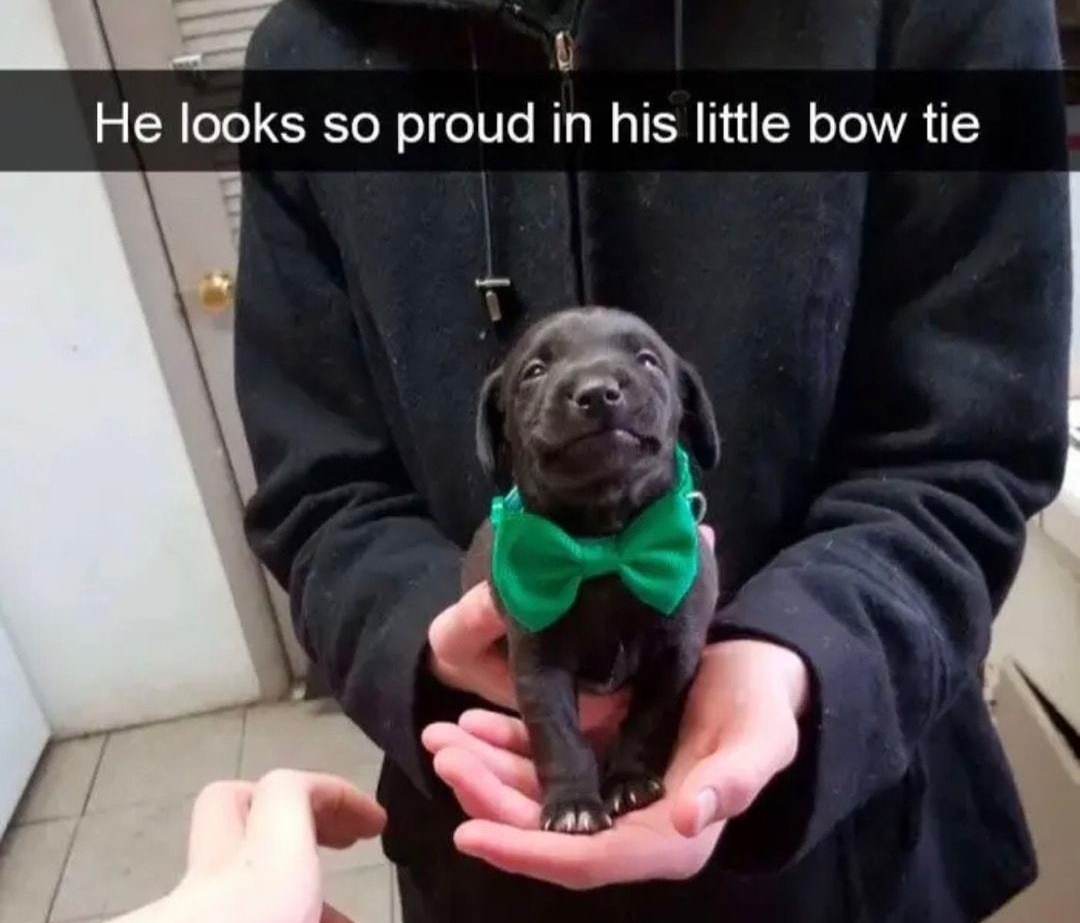 R 1 He looks so proud in his little bow tie sff J Ve BoradARh T