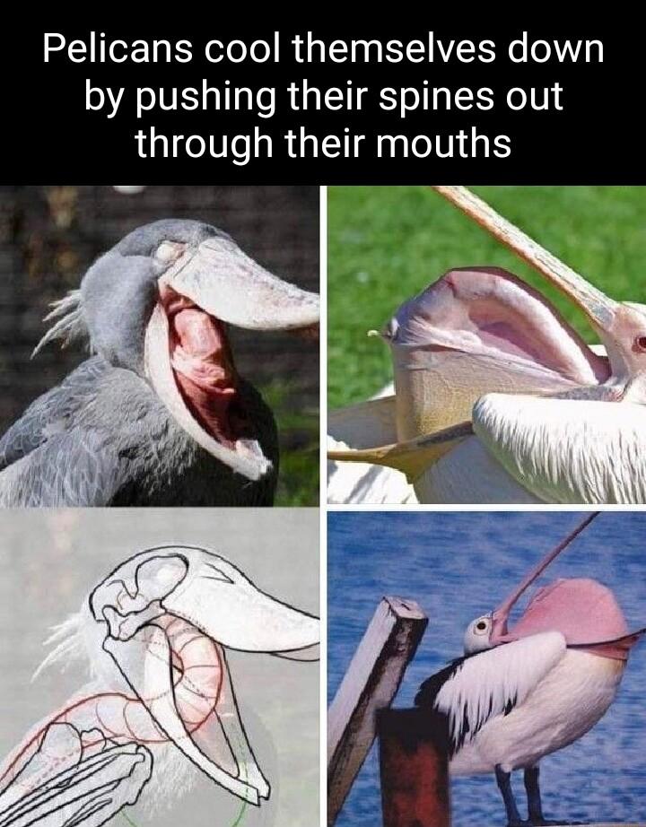 Pelicans cool themselves down by pushing their spines out through their mouths