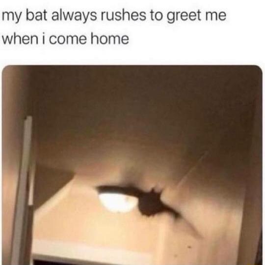 my bat always rushes to greet me when i come home