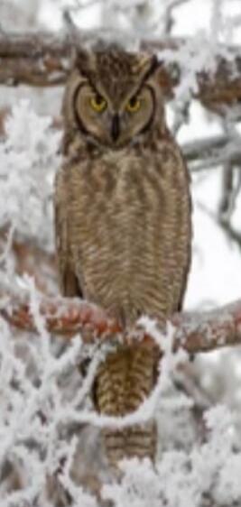 An owl perched on a snowy branch.