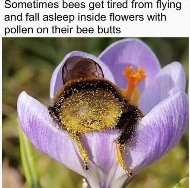 Sometimes bees get tired from flying and fall asleep inside flowers with pollen on their bee butts