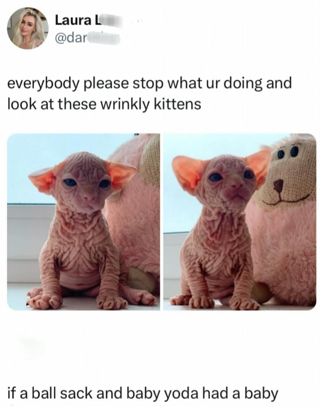 everybody please stop what ur doing and look at these wrinkly kittens if a ball sack and baby yoda had a baby