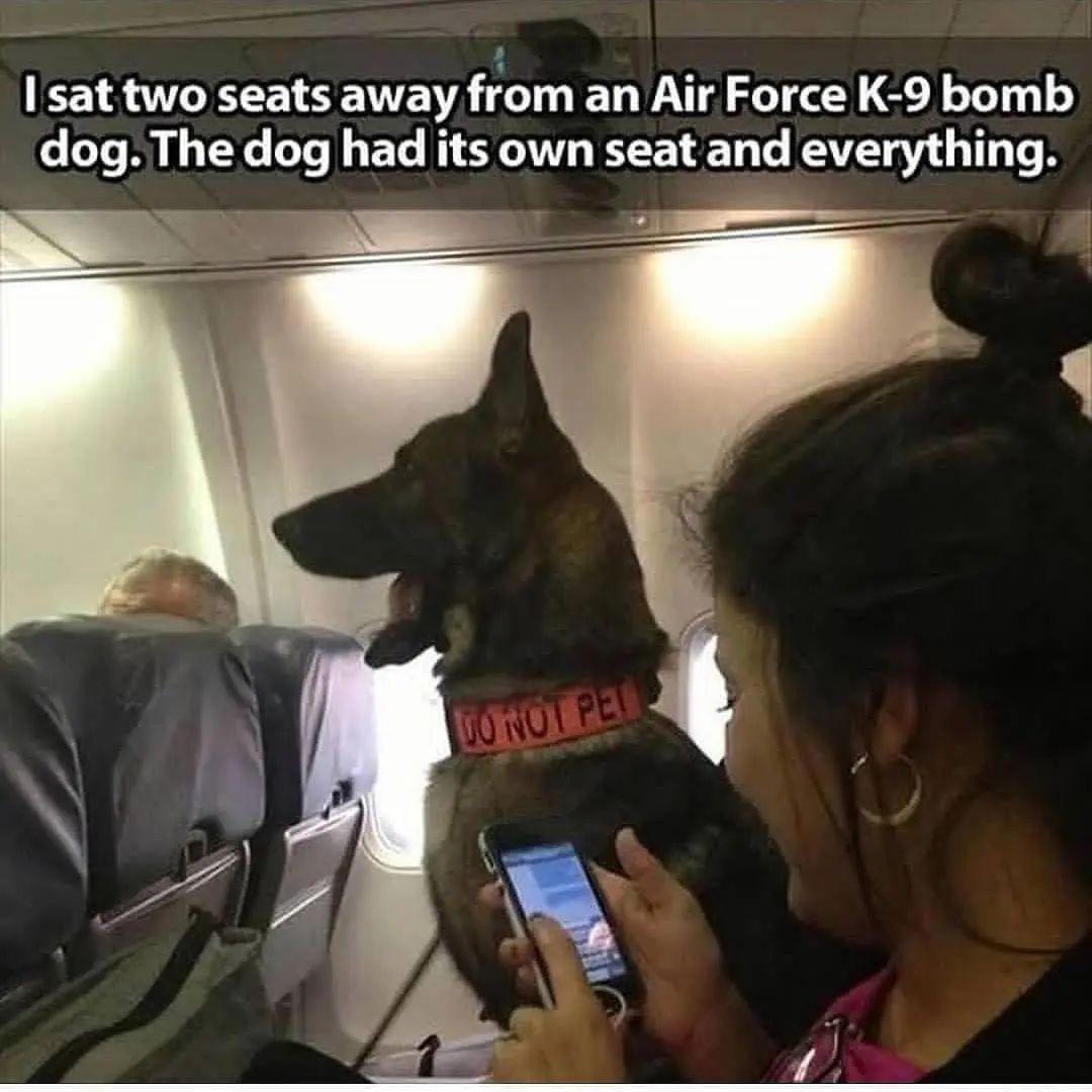 sat two seats away from an Air Force K 9 bomb dog The dog had its own seat and everything