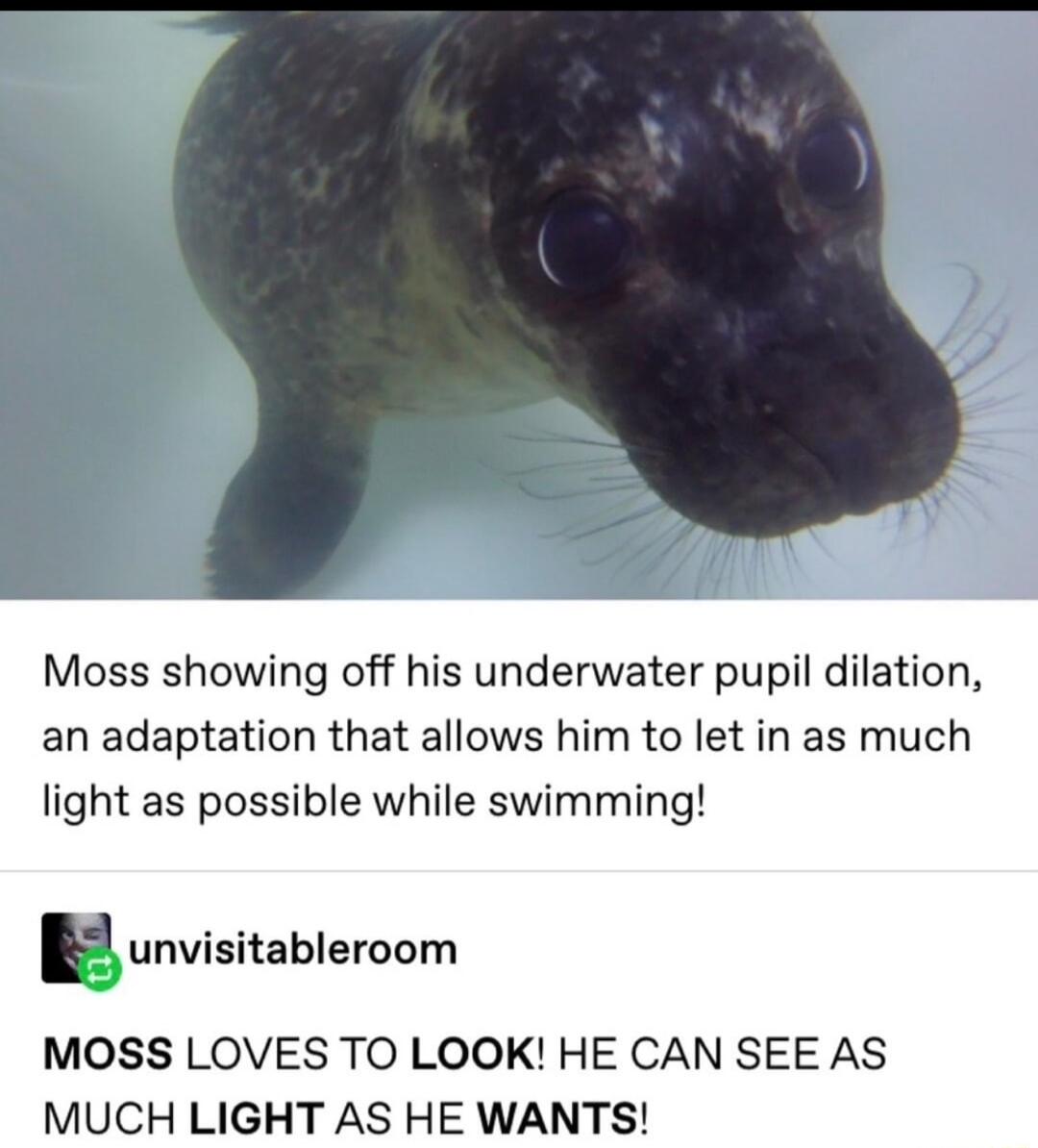 Moss showing off his underwater pupil dilation an adaptation that allows him to let in as much light as possible while swimming unvisitableroom MOSS LOVES TO LOOK HE CAN SEE AS MUCH LIGHT AS HE WANTS