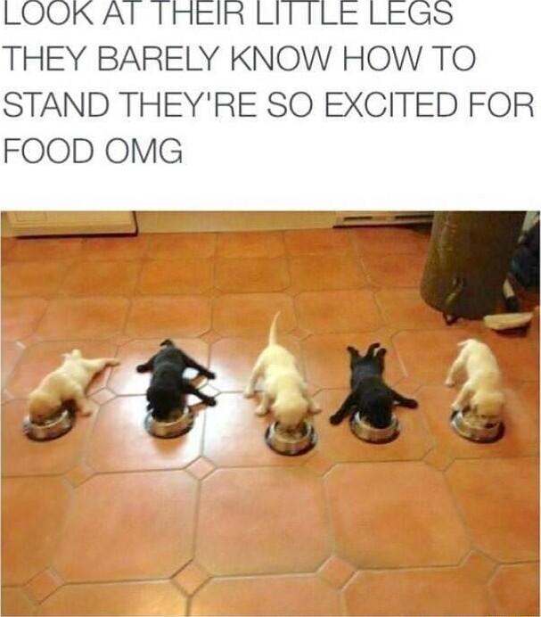 LOOK Al TREIR LITTLE LEGS THEY BARELY KNOW HOW TO STAND THEYRE SO EXCITED FOR FOOD OMG