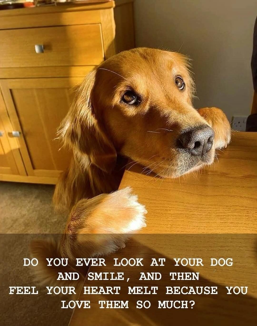 DO YOU EVER LOOK AT YOUR DOG AND SMILE, AND THEN FEEL YOUR HEART MELT BECAUSE YOU LOVE THEM SO MUCH?