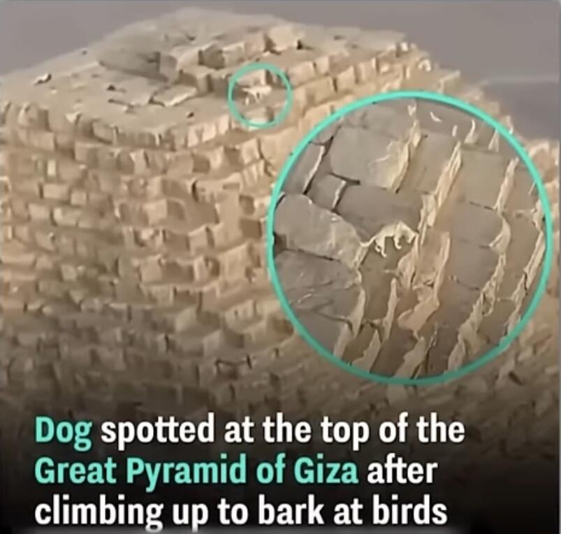 Ky S Dog spotted at the top of the Great Pyramid of Giza after climbing up to bark at birds