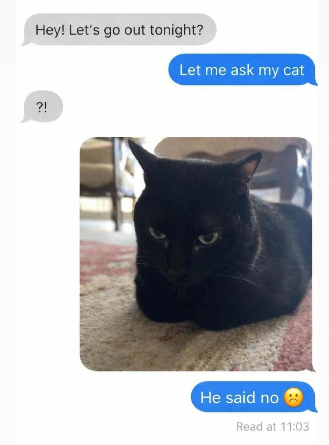 Hey! Let's go out tonight? Let me ask my cat ?! He said no 😞