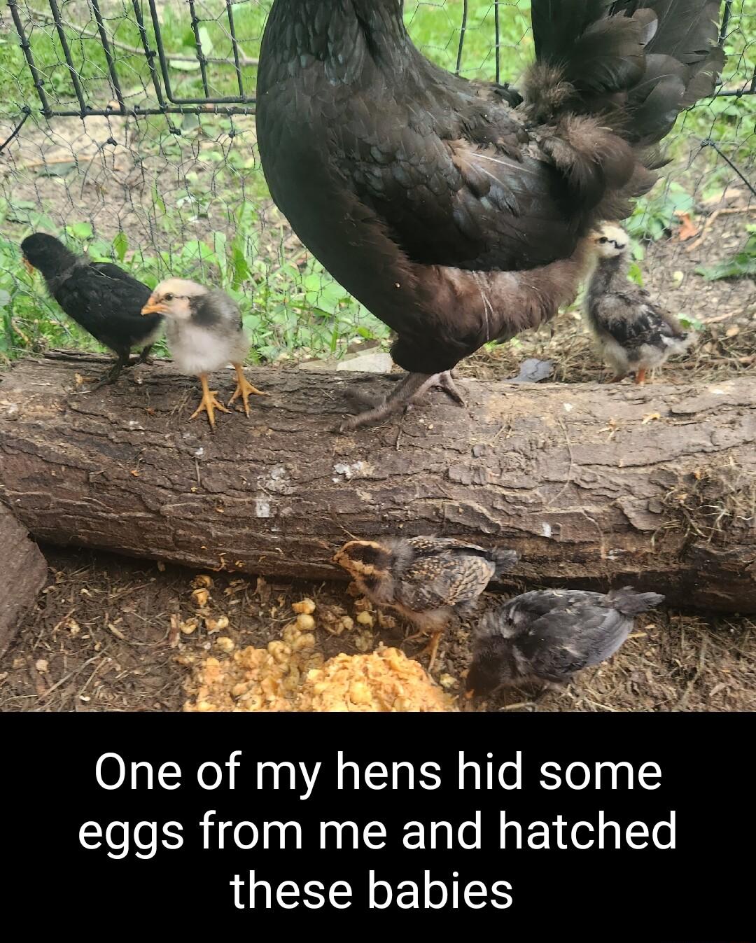 One of my hens hid some eggs from me and hatched LUESERETIES