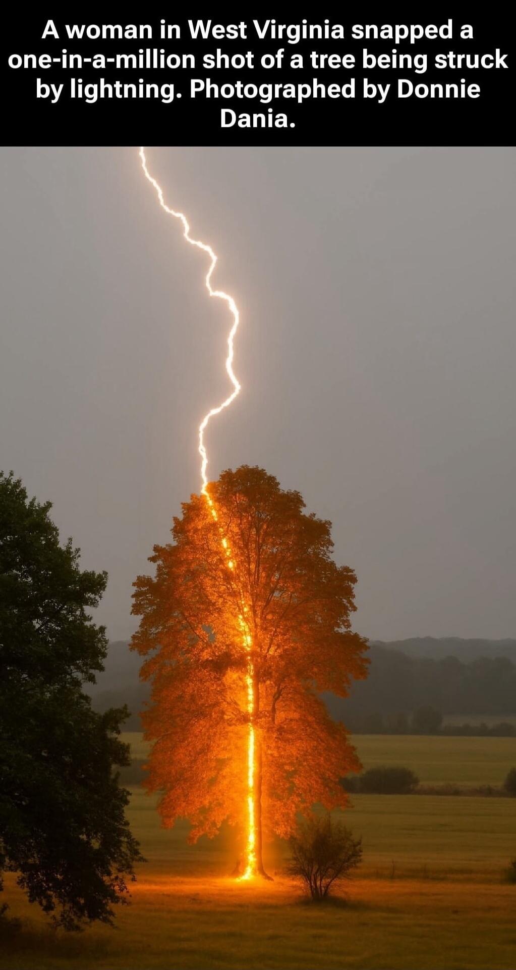 A woman in West Virginia snapped a one-in-a-million shot of a tree being struck by lightning. Photographed by Donnie Dania.