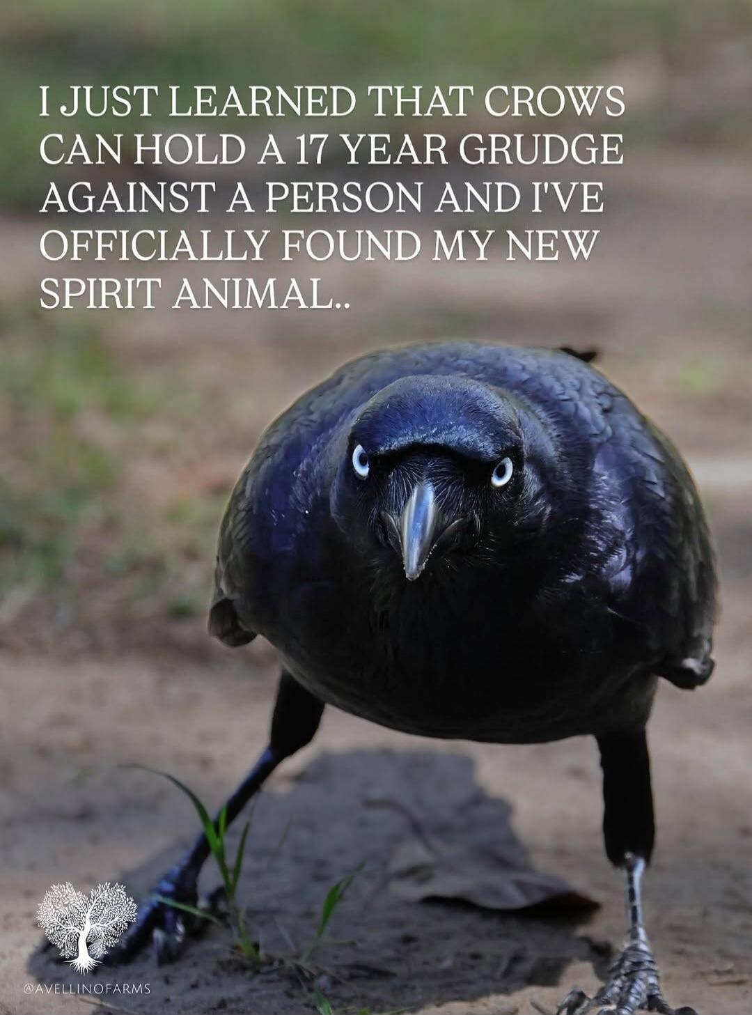 I JUST LEARNED THAT CROWS CAN HOLD A 17 YEAR GRUDGE AGAINST A PERSON AND I'VE OFFICIALLY FOUND MY NEW SPIRIT ANIMAL..