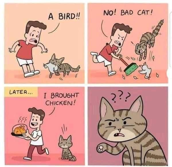 A BiRDY No BAD cAT I BROUGHT