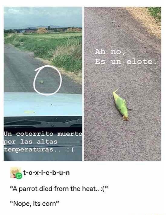por las altas temperaturas t o x i c b u n A parrot died from the heat Nope its corn