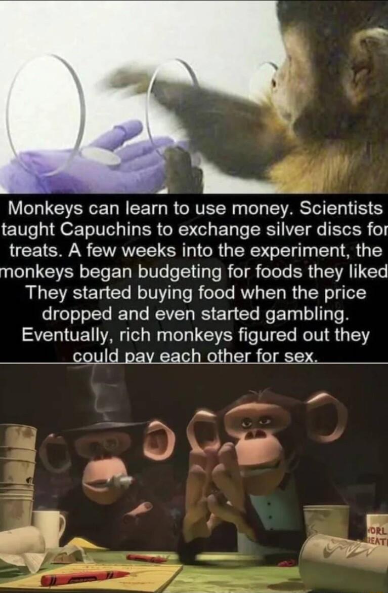 i Monkeys can learn to use money Scientists taught Capuchins to exchange silver discs for treats A few weeks into the experiment the TR ET NIV Te ol TpTo R eI eTeTe ER TSR T They started buying food when the price el L T RV RS E T Gl e E Ty el To Eventually rich monkeys figured out they I her f A