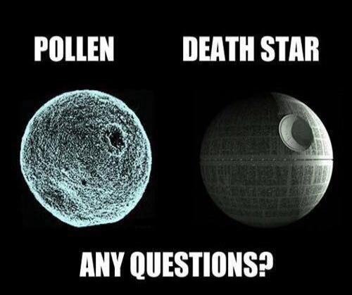 POLLEN DEATH STAR ANY QUESTIONS?