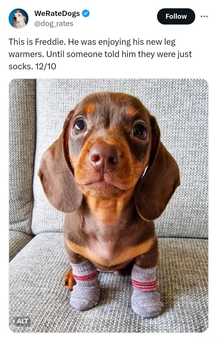 WeRateDogs dog rates This is Freddie He was enjoying his new leg warmers Until someone told him they were just socks 1210