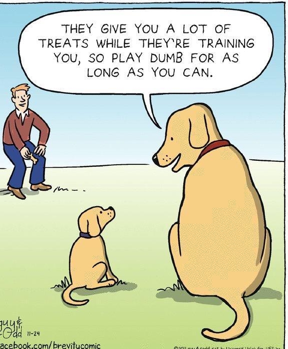 THEY GIVE YOU A LOT OF TREATS WHILE THEYRE TRAINING YOU SO PLAY DUMB FOR AS LONG AS YOU CAN A acebook com brevitucomic