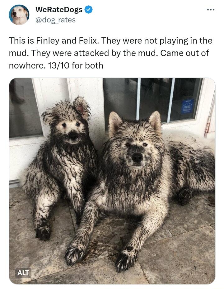 0 WeRateDogs This is Finley and Felix They were not playing in the mud They were attacked by the mud Came out of nowhere 1310 for both