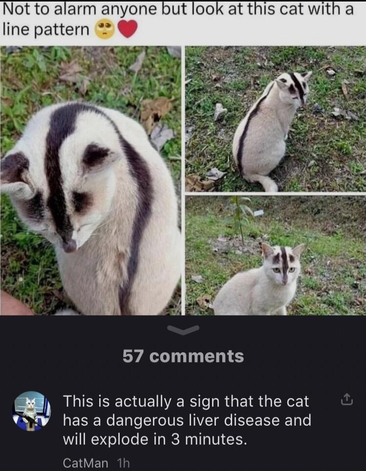 Not to alarm anyone but look at this cat with a line pattern T 4 57 comments This is actually a sign that the cat ESERCEN eIV W6 E T e will explode in 3 minutes CatMan