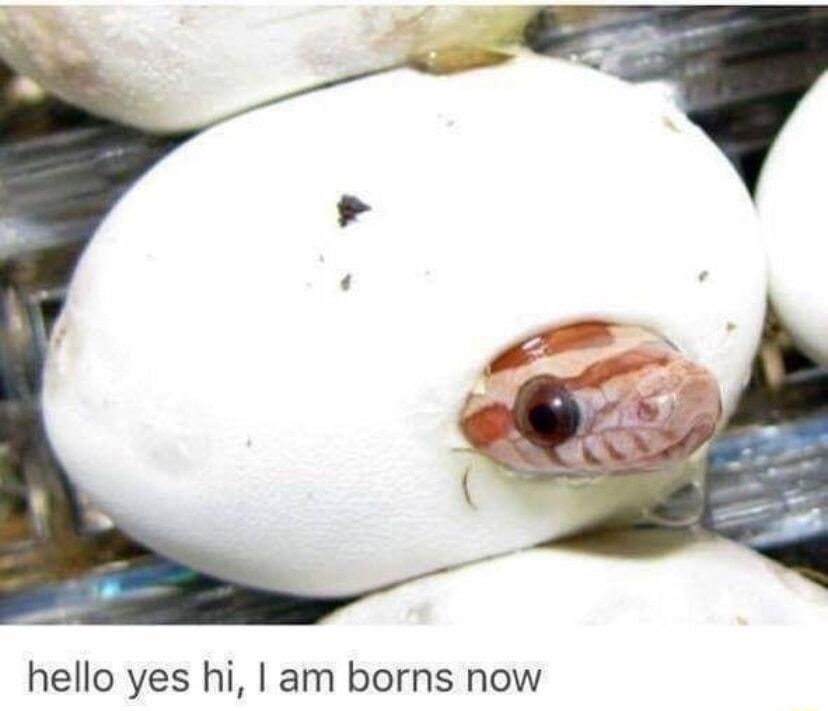 hello yes hi am borns now