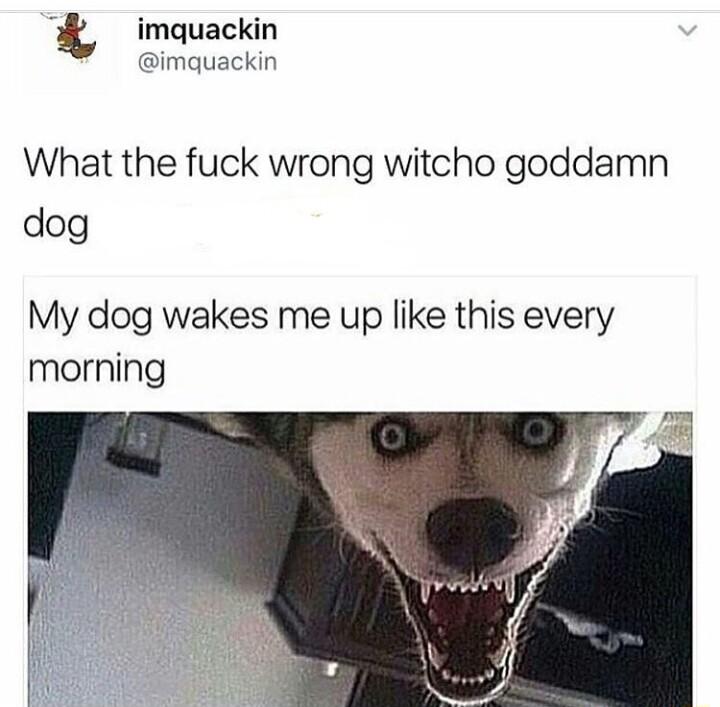 t imquackin imquackin What the fuck wrong witcho goddamn dog My dog wakes me up like this every morning