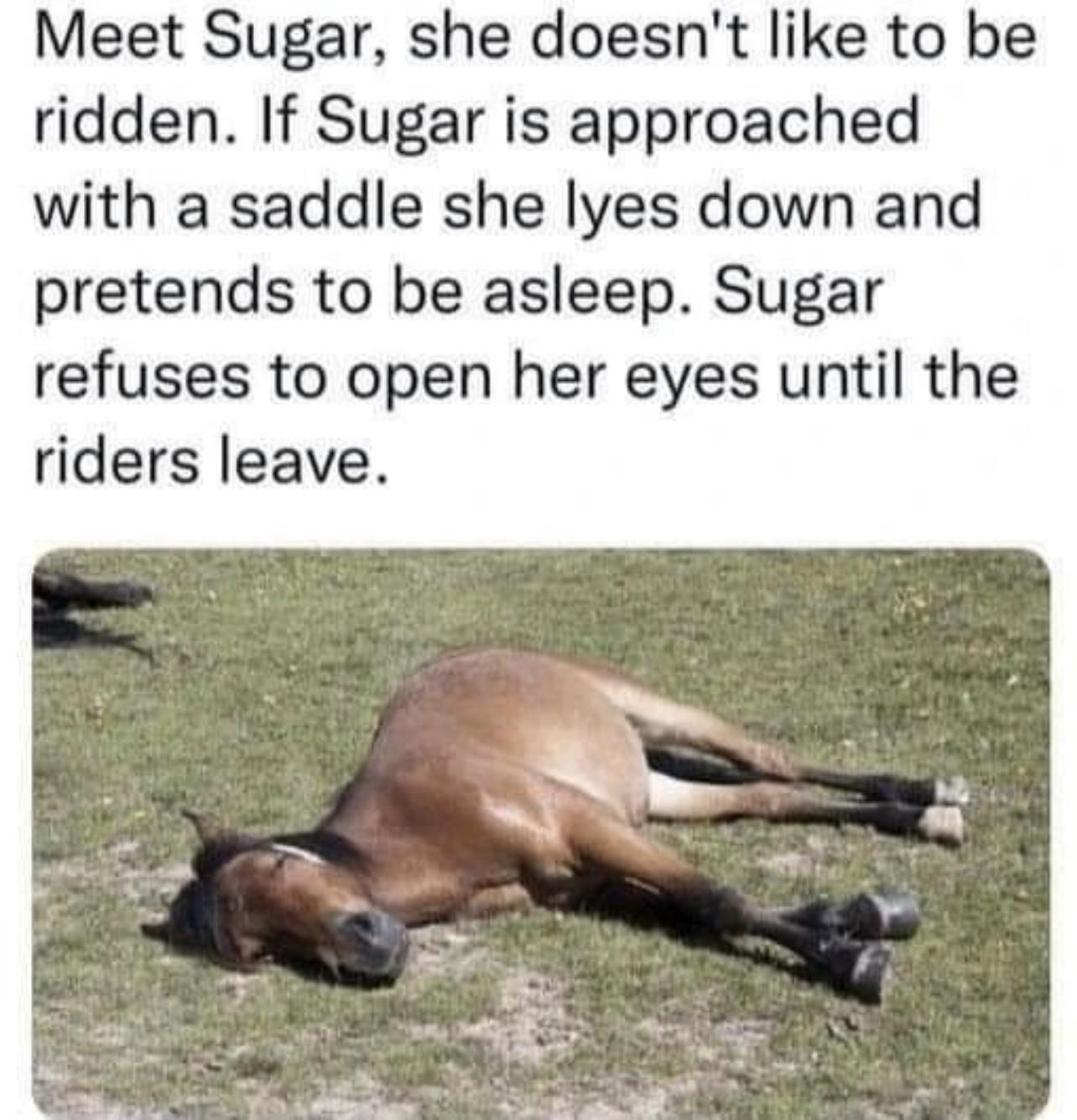 Meet Sugar she doesnt like to be ridden If Sugar is approached with a saddle she lyes down and pretends to be asleep Sugar refuses to open her eyes until the riders leave