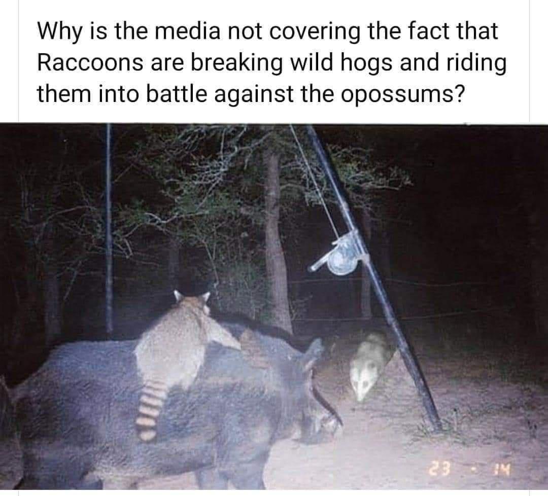 Why is the media not covering the fact that Raccoons are breaking wild hogs and riding them into battle against the opossums