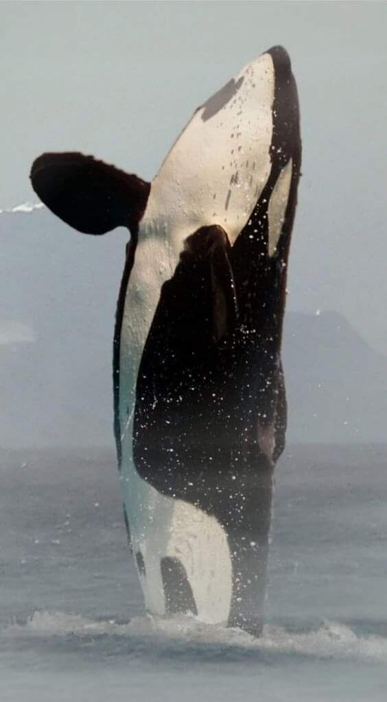 Orca breaching vertically out of the water, displaying its black and white pattern.